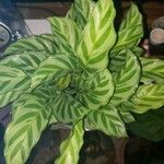 Calathea concinna برگ