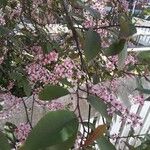 Prunus subhirtella Flower