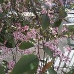Prunus subhirtella Flor