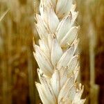 Triticum aestivum Hedelmä