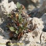 Limonium duriusculum Pokrój