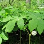 Podophyllum peltatum Lapas