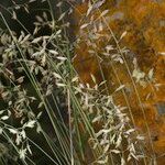 Festuca pallens Otro