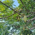 Castanospermum australe Fruct