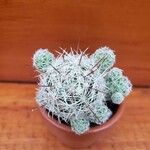 Mammillaria gracilis Hostoa