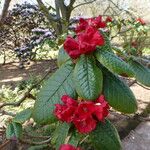 Rhododendron erosum Hoja