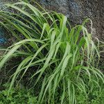 Miscanthus floridulus Leaf