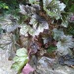 Heuchera micrantha 整株植物