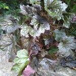 Heuchera micrantha Alkat (teljes növény)