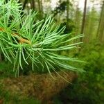 Larix occidentalis Hoja