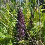 Orobanche lavandulacea Λουλούδι