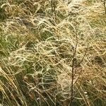 Stipa austroitalica Flor