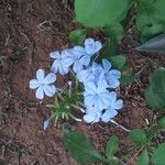 Plumbago auriculataᱵᱟᱦᱟ