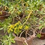 Sedum praealtum Cvet