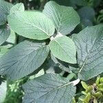 Viburnum lantana Folla