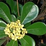 Pittosporum tobira Кветка