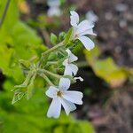 Pelargonium odoratissimum 花