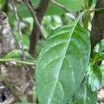 Crossandra massaica Leaf