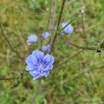 Cichorium endiviaÕis