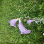 Penstemon cobaea Flor