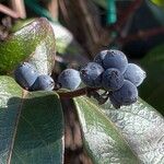 Lonicera acuminata फल