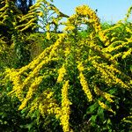 Solidago canadensis Fiore