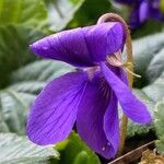 Viola odorataFlor