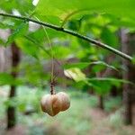 Euonymus verrucosusഫലം