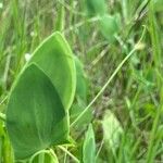 Lathyrus aphaca Blatt