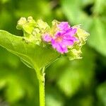 Mirabilis nyctaginea Цвят