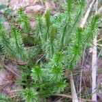 Lycopodium annotinum Yaprak