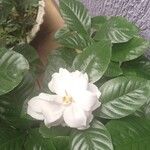 Gardenia jasminoides Кветка