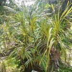 Grammatophyllum speciosum Lapas