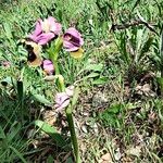 Ophrys tenthrediniferaFlower