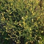 Centaurea diffusa Hoja