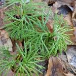 Diphasiastrum complanatum Likasa