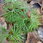 Lycopodium complanatum Feuille