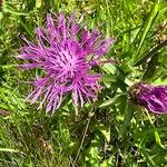 Centaurea nervosa 花