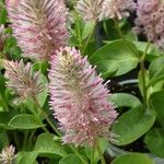 Ptilotus extenuatus Flor
