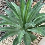 Agave demeesteriana Leht