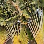 Ravenala madagascariensisFoglia