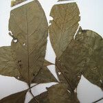 Guarea pubescens Other