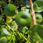 Hydrocotyle umbellata List