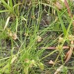 Cyperus subsquarrosus 整株植物