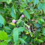 Emilia sonchifolia Blomst