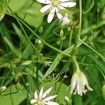 Stellaria graminea Fula
