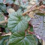 Rubus tricolor Leaf