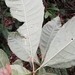 Vitex grandifolia Leaf