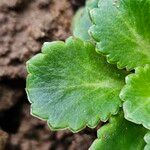 Saxifraga umbrosa Folla