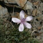 Dianthus pyrenaicus Цвят